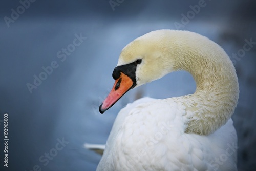Winter portrait of elegant beautiful snow white wild mute swan / close up image with orange beak with blue blurry background
