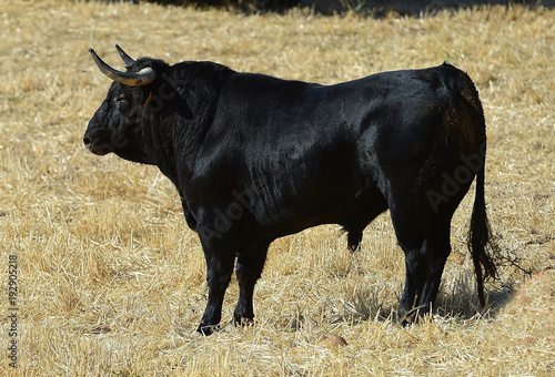 Fototapeta Naklejka Na Ścianę i Meble -  horns of bull