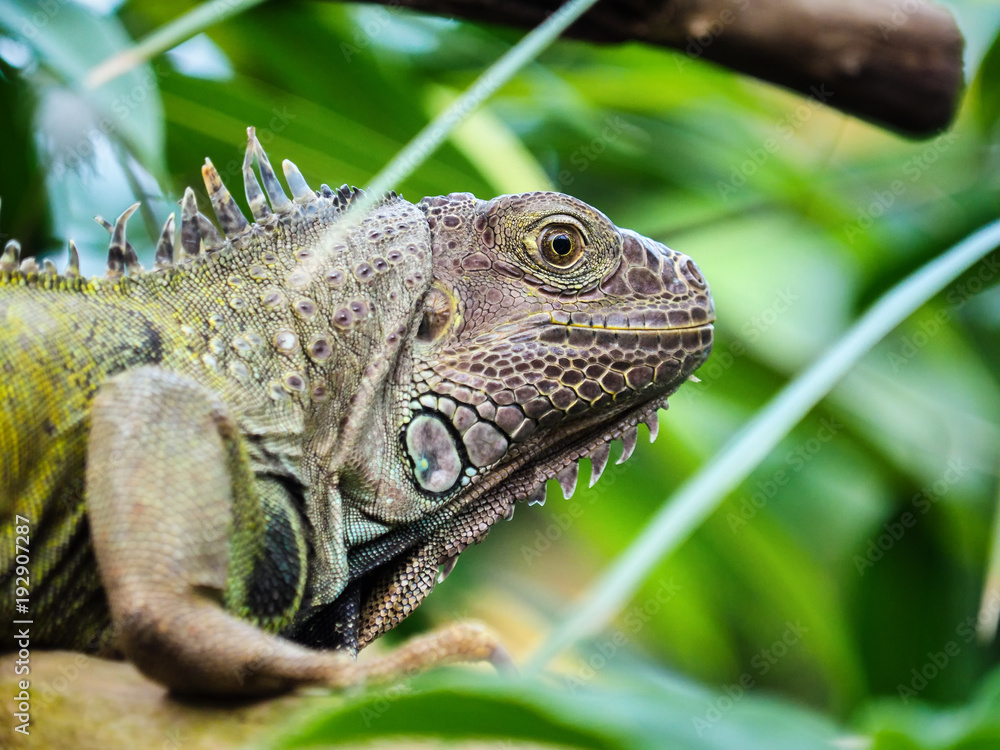 Fototapeta premium Green iguana