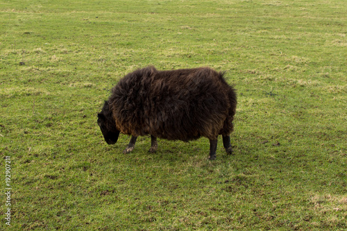 Black sheep grazing
