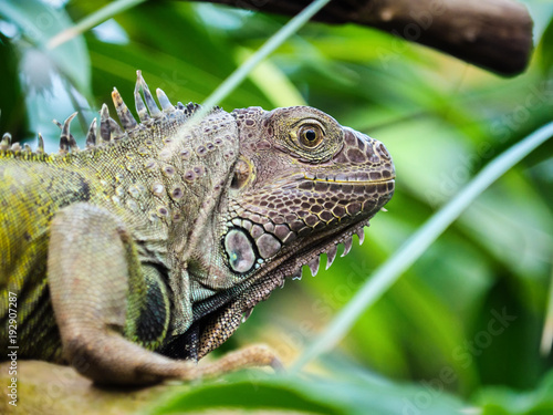 Fototapeta Naklejka Na Ścianę i Meble -  Green iguana