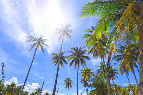 Panoramic view of tropical beach with coconut palm trees.