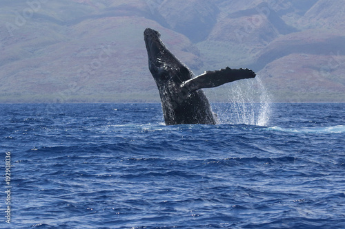 Large humback whale breaching on Maui.