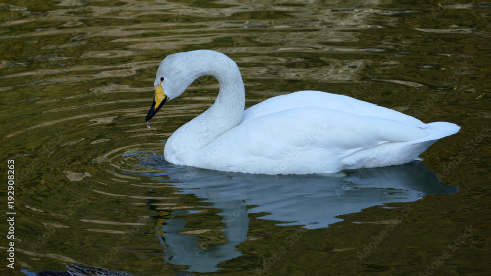 白鳥 古徳沼 白鳥 古徳沼