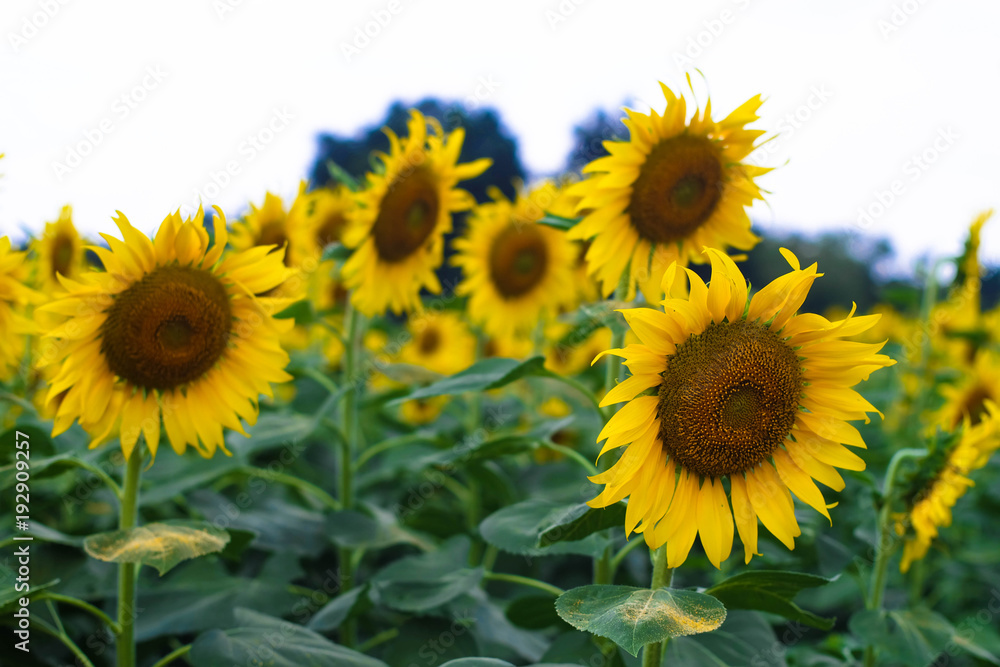 Flowers make us freshen up. Flowers make us freshen up.