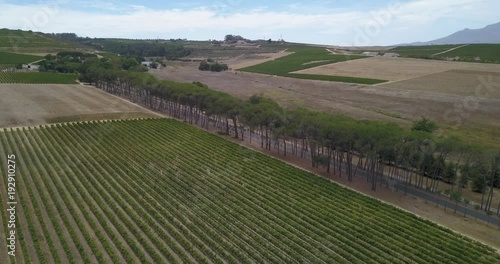 Wallpaper Mural 4K summer day aerial video view of Western Cape's Stellenbosch wine estates area, Neethlingshof's ancient cedar-lined driveway lane, grape plantations in the background near Cape Town, South Africa Torontodigital.ca