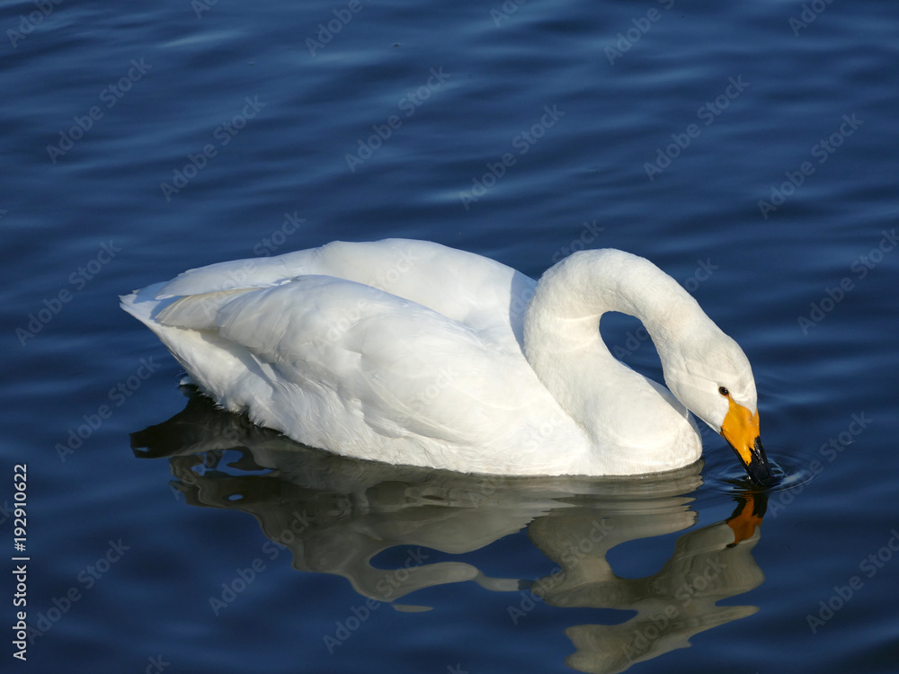 Naklejka premium 白鳥 古徳沼