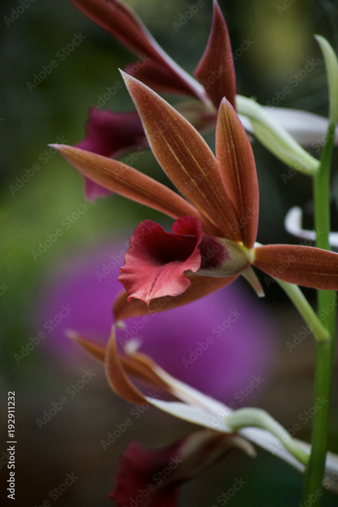 Fototapeta premium NUN'S ORCHID