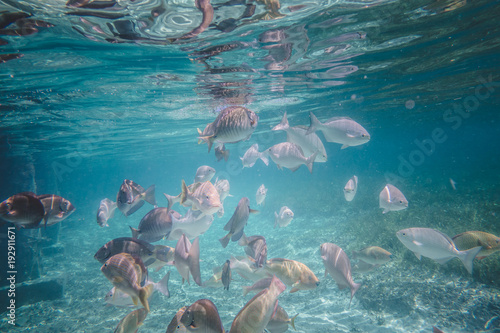 Tropical Caribbean Fishes Mix of Grunts, Parrot fish and other photo