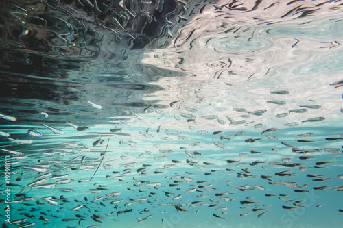 фотографія School of Little Sardina Fish with Big Eyes