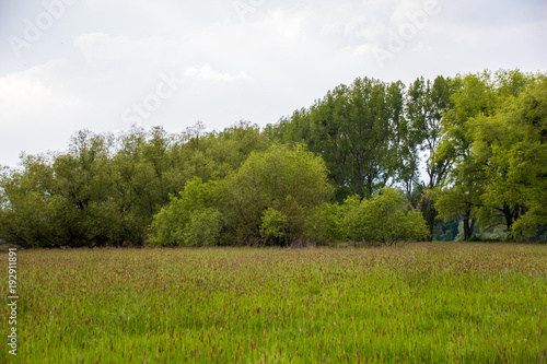 Sommerwiese mit B  umen im Hintergrund Sommer