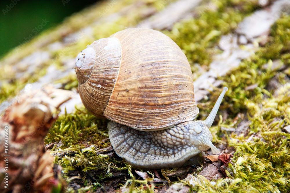 Weinbergschnecke auf Moos auf einem Baumstamm Weinbergschnecke auf Moos auf einem Baumstamm