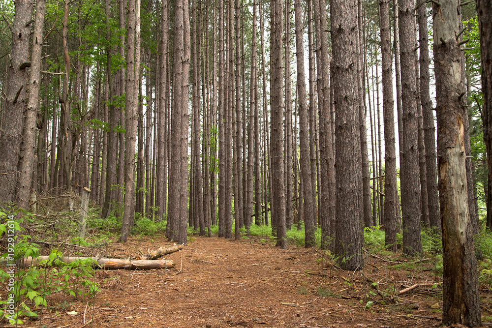 Woodland path through evergreens Woodland path through evergreens