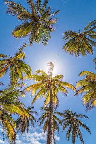 Palm Trees and Sunlight