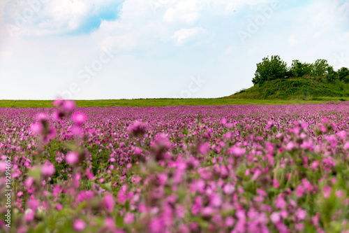 lila Blumenfeld Blumen Feld im Sommer