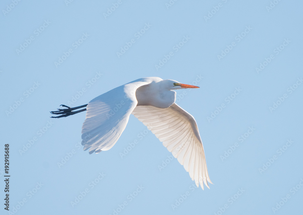 Great Egret in flight with wings down, against blue sky (Ardea alba) Great Egret in flight with wings down, against blue sky (Ardea alba)