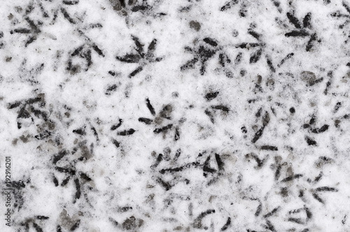 traces of birds in the dirty snow. pattern, background.