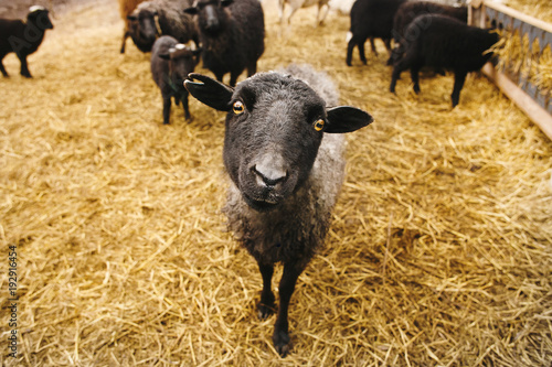 Obraz na plátně the black sheep looking in the frame