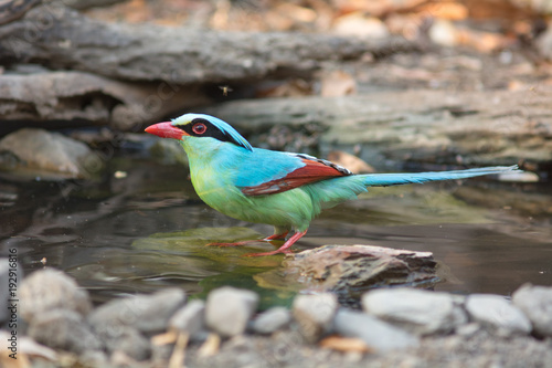 Common green magpie