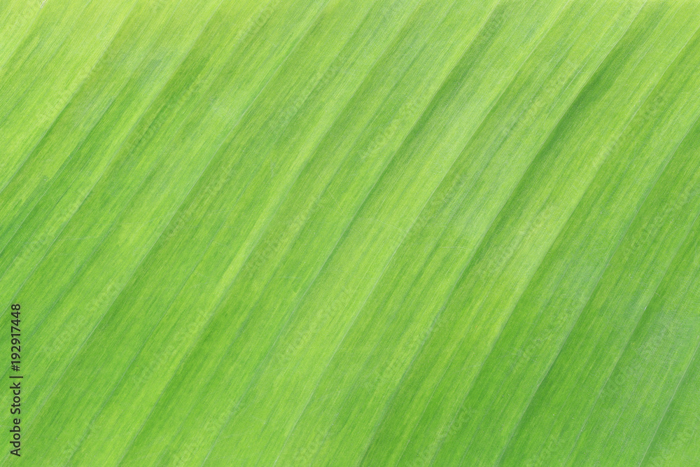 Bright green surface of banana leaves. Bright green surface of banana leaves.