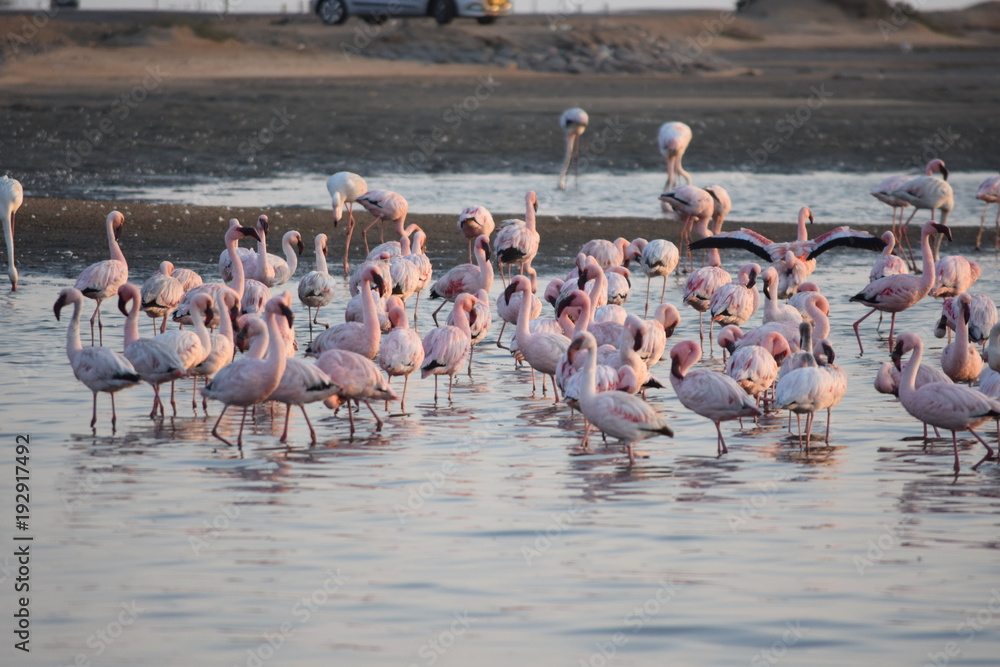 Naklejka premium フラミンゴの群れ その六十四