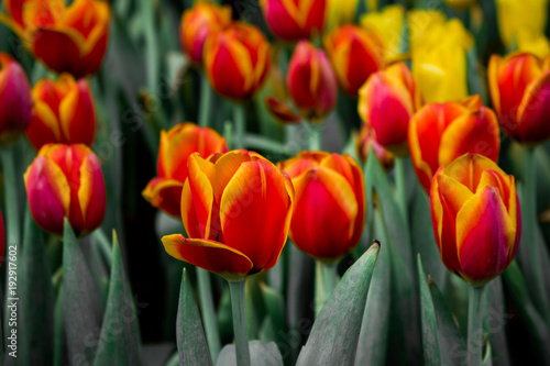 Beautiful Orange tulip flowers on dark tone background