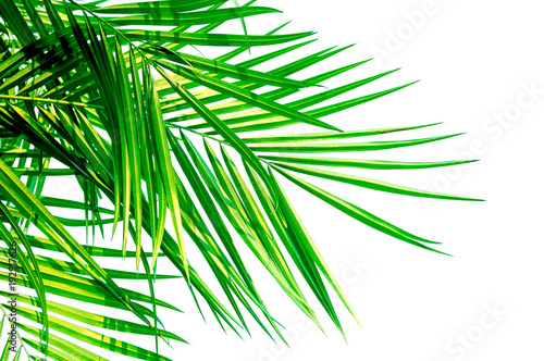 Green leaf of Coconut palm tree isolated on white background .