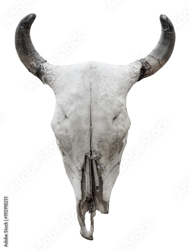 Cow skull isolated on white background © Prin