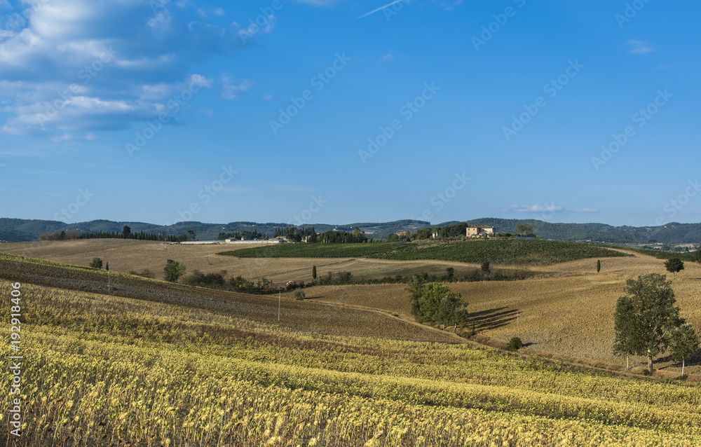 Sunflower plantation in Tuscany
