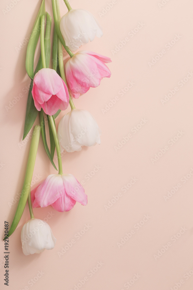 pink and white tulips on paper background