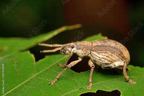 Beetle, Aarey Milk Colony © RealityImages
