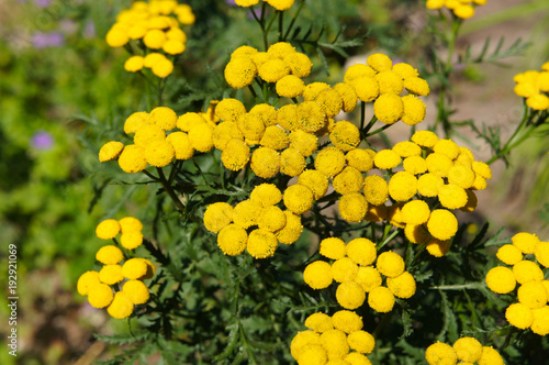 Tanacetum vulgare or golden buttons or tansy yellow plant with green foliage