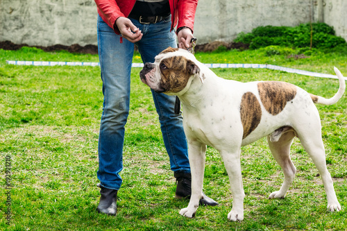 Bulldog next to his master