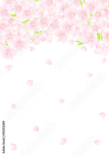 サクラの花のアーチ 桜吹雪 イラスト Stock Illustration Adobe Stock サクラの花のアーチ 桜吹雪 イラスト Stock Illustration Adobe Stock