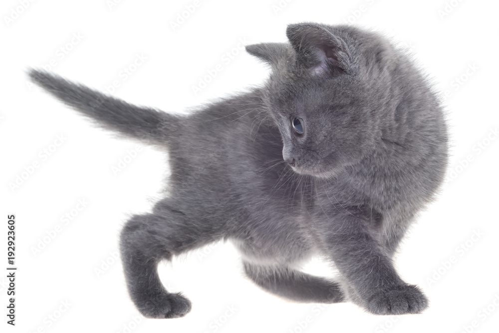 Small kitten playing isolated