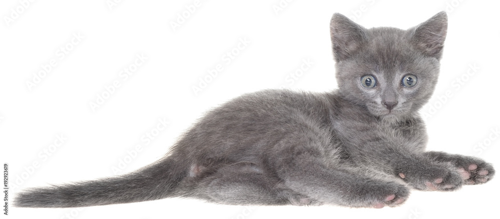 Small gray shorthair kitten lie