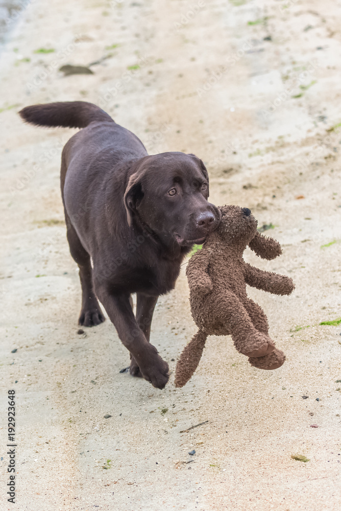 Dog labrador playing with a teddy bear, chocolate puppy running
Dog labrador playing with a teddy bear, chocolate puppy running