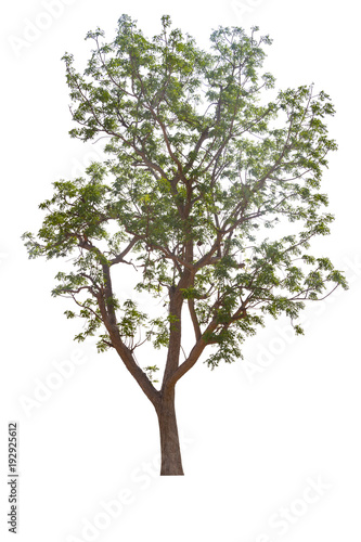 Tree isolated on white background with clipping paths