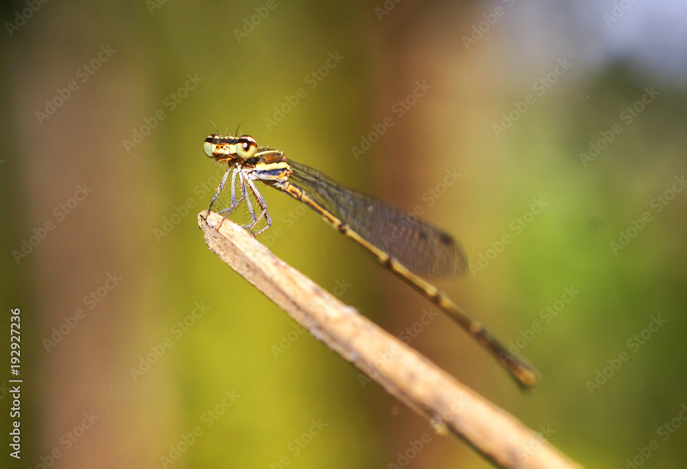 dragonfly in the nature dragonfly in the nature