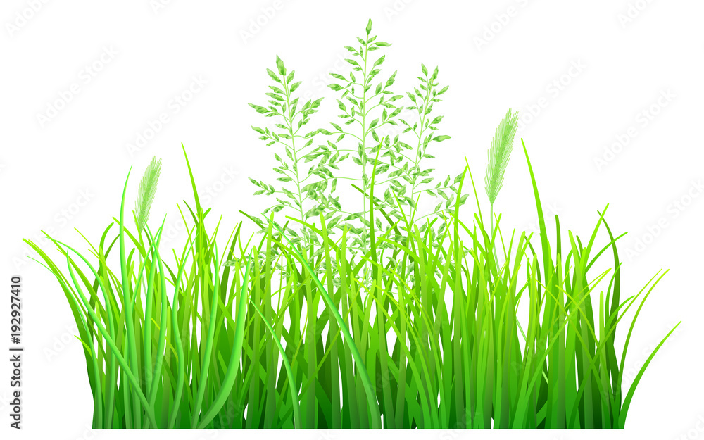 Fototapeta premium Green grass and spikelets on white background
