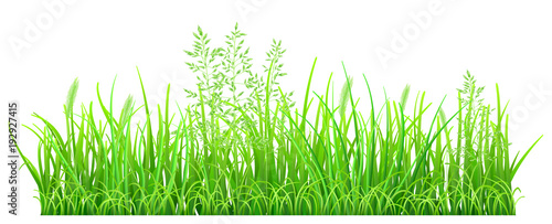 Green grass and spikelets on white background