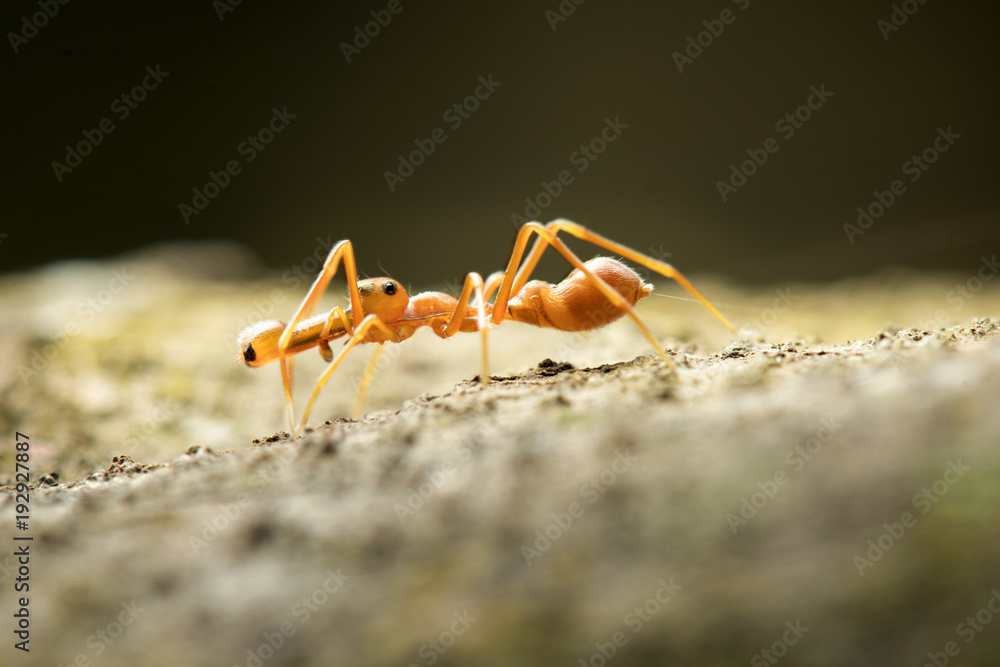 Ant mimic Spider in Thailand and Southeast Asia. Ant mimic Spider in Thailand and Southeast Asia.