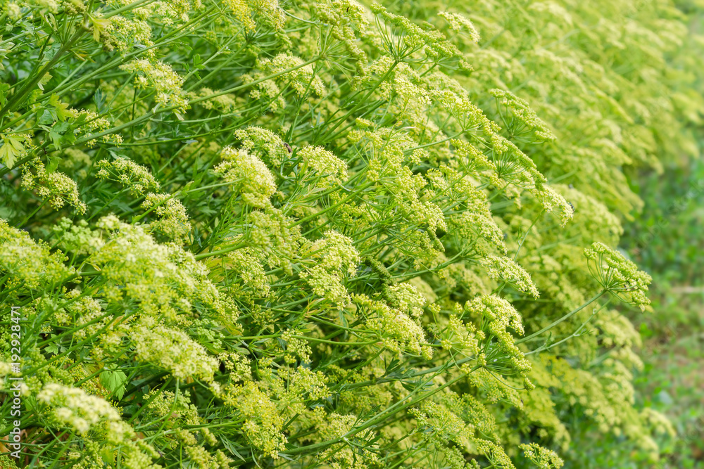 Background of the flowering parsley planting at selective focus Background of the flowering parsley planting at selective focus