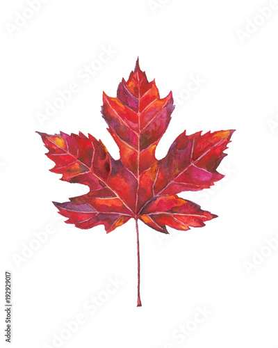 Maple leaf watercolor painting