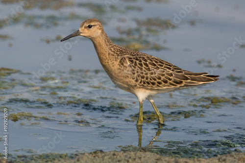 ruffle, bird, sandpiper, water, nature