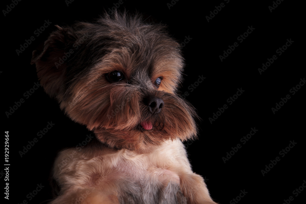 side view of a cute yorkshire terrier puppy dog side view of a cute yorkshire terrier puppy dog