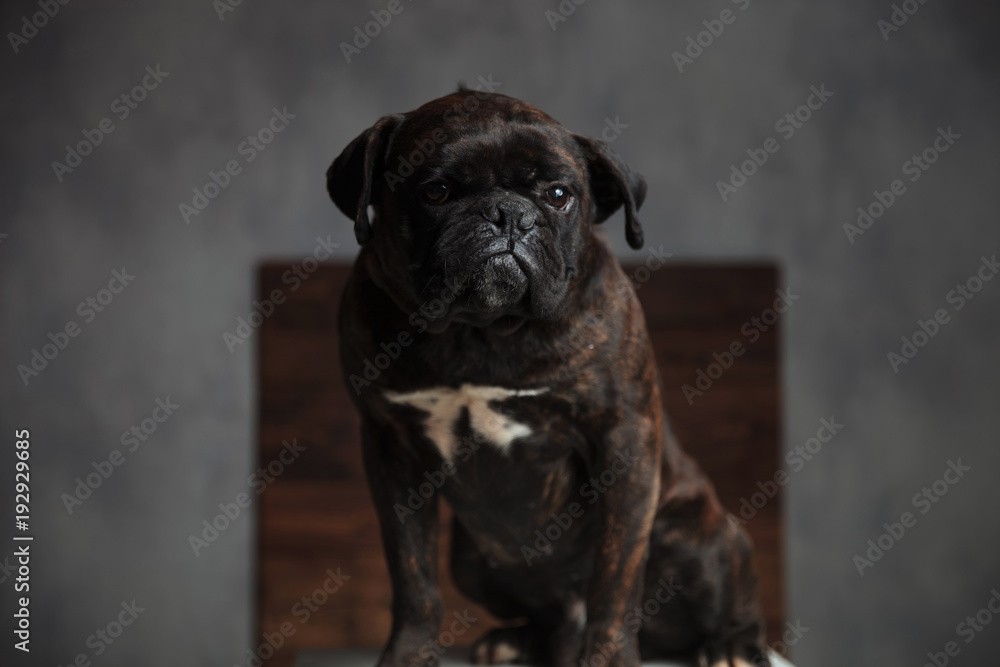 sad boxed dog is sitting in studio