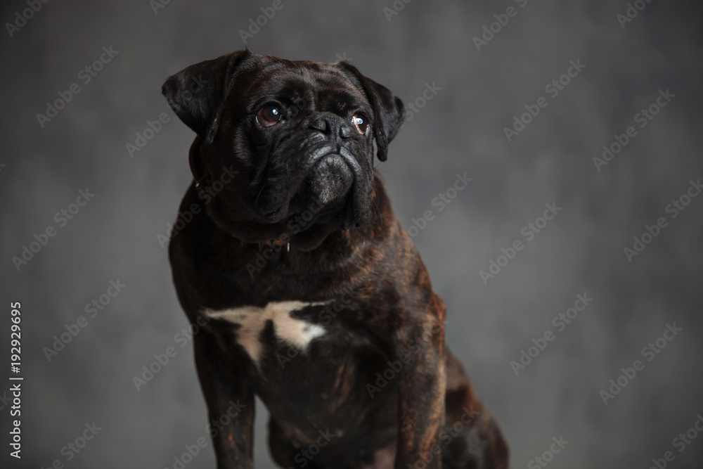 cute boxer dog is sitting and looking up to side