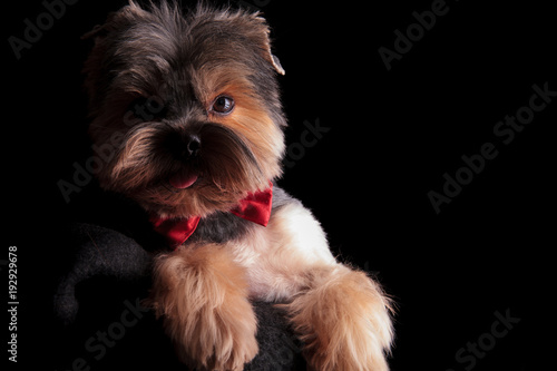 panting elegant yorkshire terrier wearing red bowtie