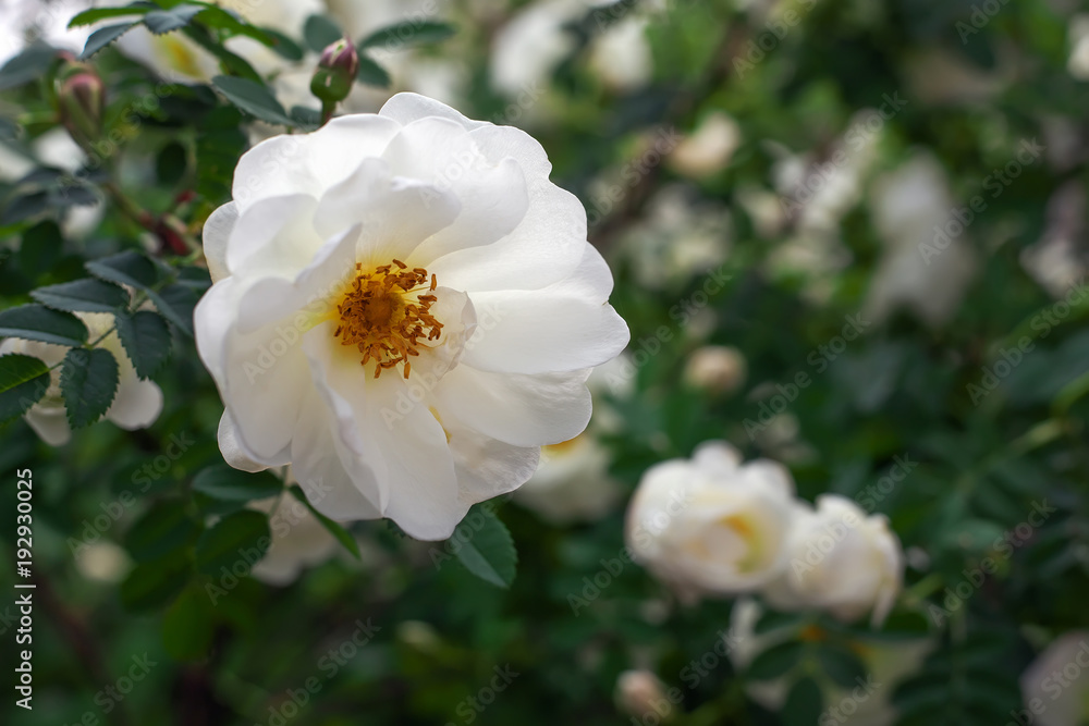 White wild Rose on the Branch in the Garden White wild Rose on the Branch in the Garden